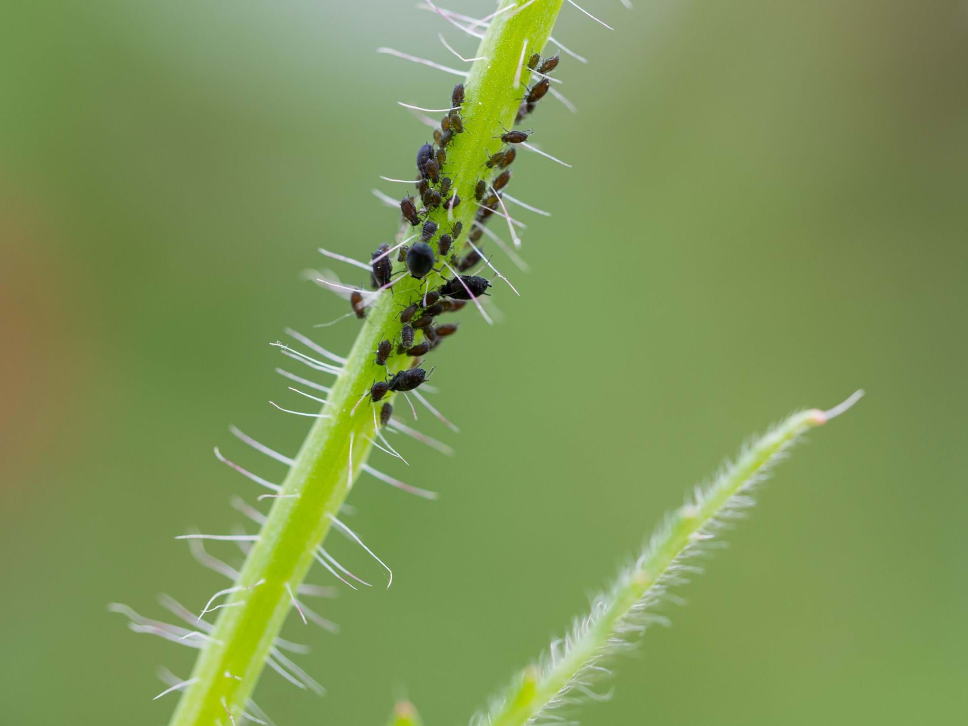 Aphids on a Poppy stem