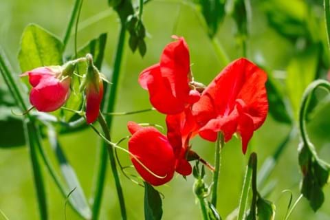 red sweet pea flowers growing in a garden
