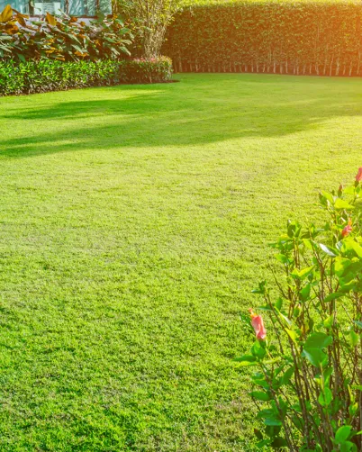 Autumn Lawn Health