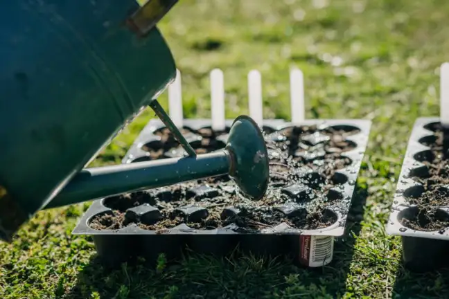 Watering seedling tray