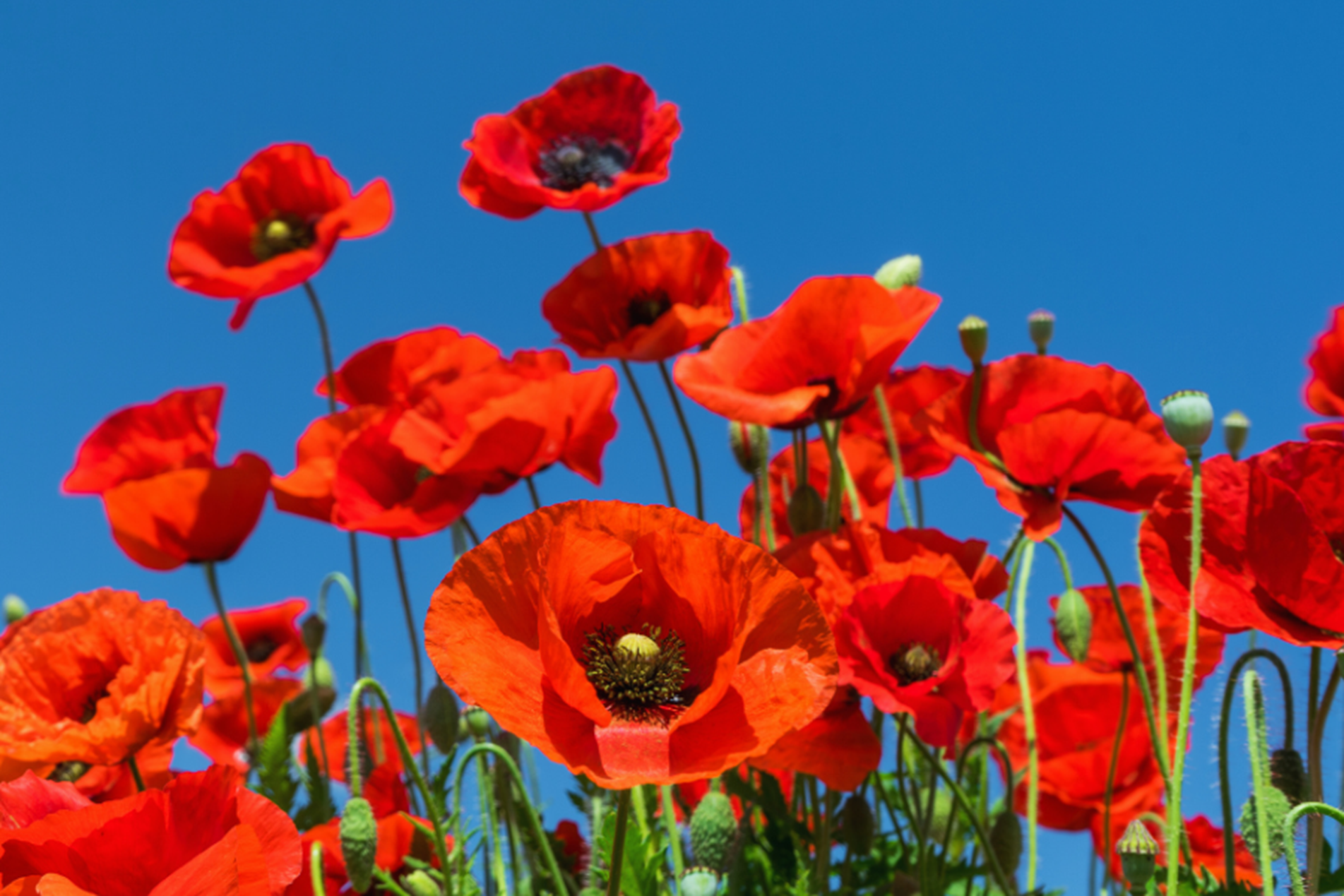 flanders-poppies-resized-for-web