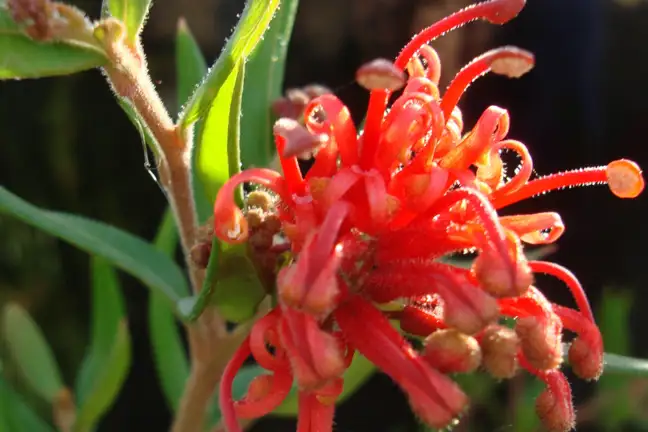 Grevillea 'Cherry Cluster'