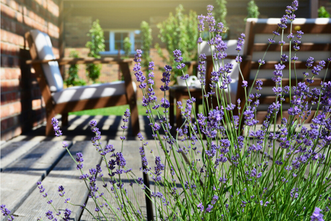 lavender in flower growing in a garden next to a patio and outdoor setting