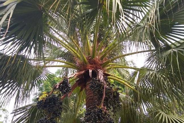 looking up into the canopy of a mature chinese fan palm with dark green fruits hanging in pendulous clusters