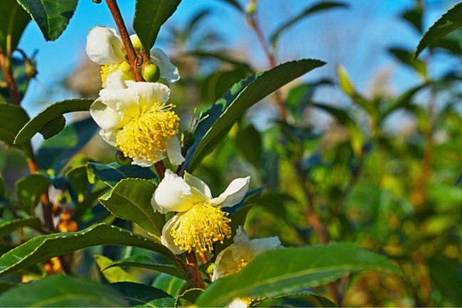Camellia sinensis with small white flowers and large yellow stamens