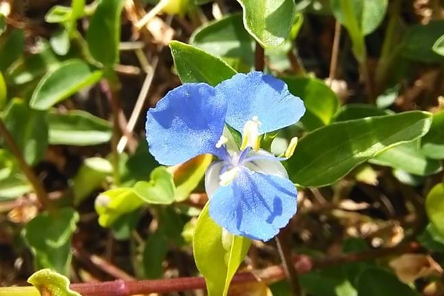 Blue flower of native wandering trad sitting above lush green foliage