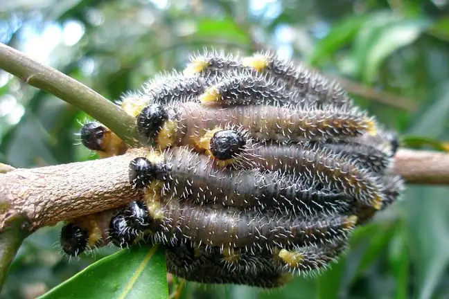 Sawfly Larvae Perga Dorsalis 800X451px Credit Elise Dando