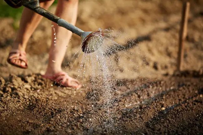 person watering bare soil garden bed using a watering can