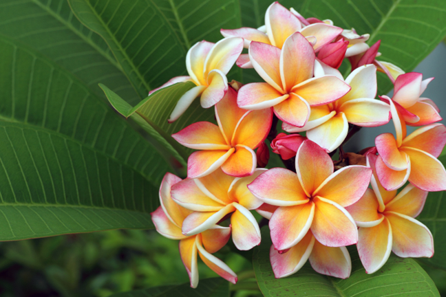 close up of frangipani flowers with peach centre and pink tips growing on a plant
