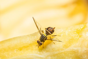 Fruit Fly Control in Your Garden