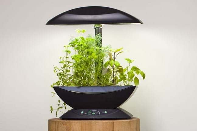 Image above: growing herbs in a home hydroponics kit