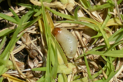 Argentine Stem Weevil Larvae & Billbug Larvae