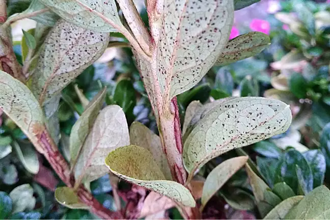 Azalea Lace Bug 800X451px LS ED (1)