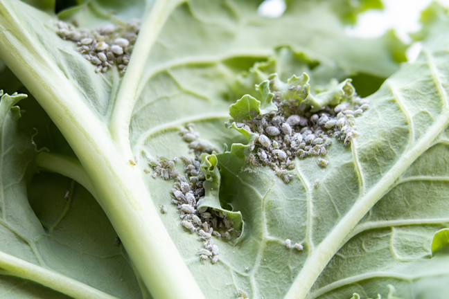 Aphids on cabbage