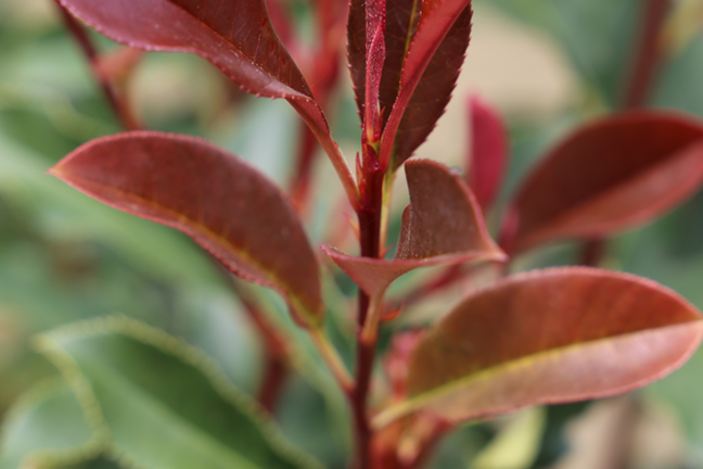 Thin Red Photonia