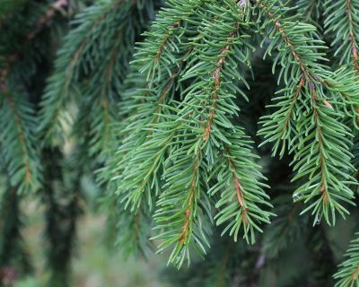 How to Grow Picea | Yates Australia