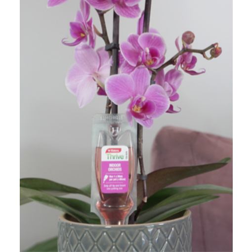 Yates-Thrive-Indoor-Orchid-dripper-close-up-in-pot-product.png (9)