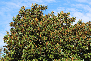 Bull Bay Magnolia tree