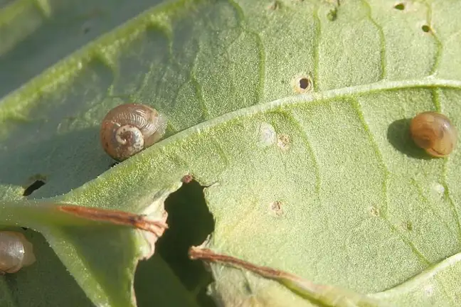 Juvenile Snail 800451Px LS ED 1