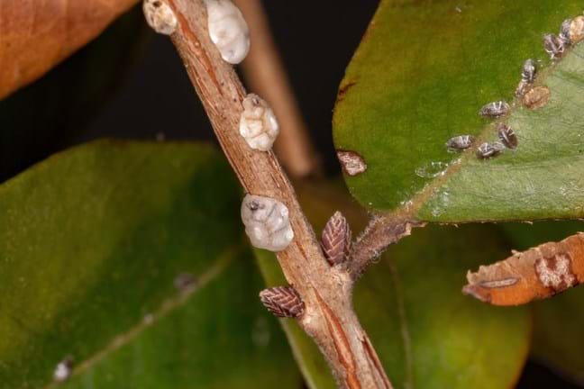 Scale insects on the stems of NSW Christmas Bush