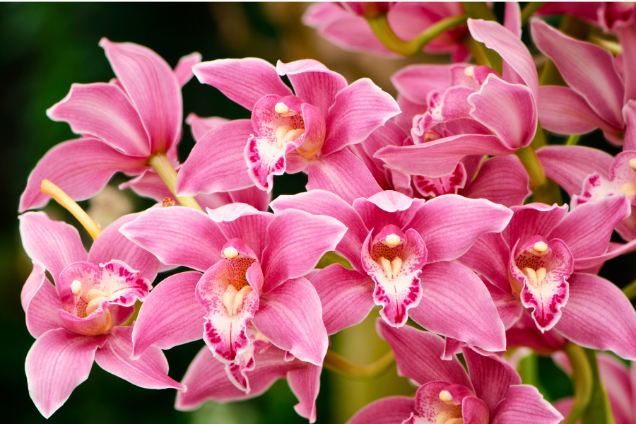 How To Grow Cymbidium Orchids Yates Australia 