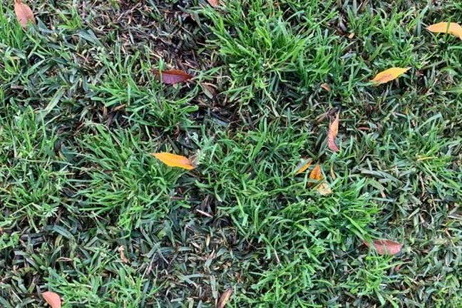 Tufts of Winter Grass growing in a Buffalo Lawn - tufts stand out due to tufted growth habit and lime green colour