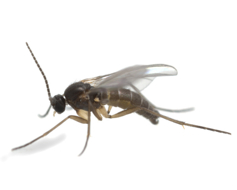 How To Get Rid Of Fungus Gnats In A Greenhouse
