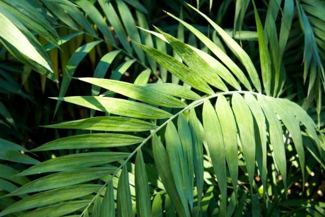 close up up a parlour palm leaf in dappled light