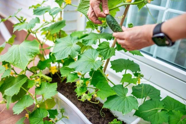 How to Plant and Grow Cucumbers