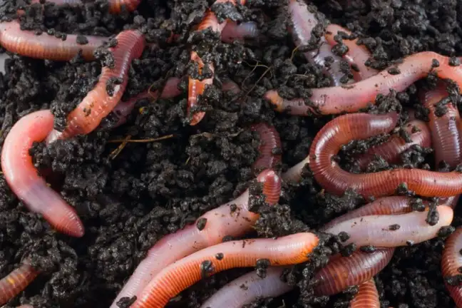 Close up of earthworms in soil