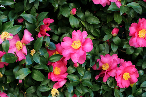 Sasanqua Camellia in full bloom with many pink single flowers against lush green foliage