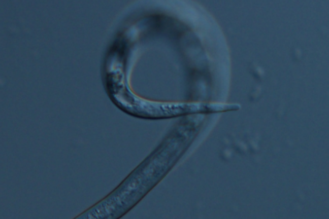 microscopic image of a nematode