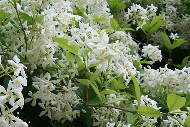 star jasmine plant covered in flower