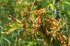 Peach tree infected with peach leaf curl with distorted leaves