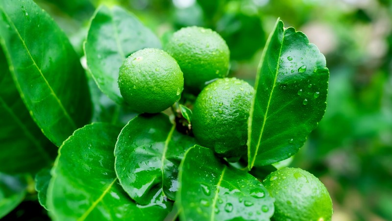 How to Grow a Lime Tree in Australia Citrus Growing Guide