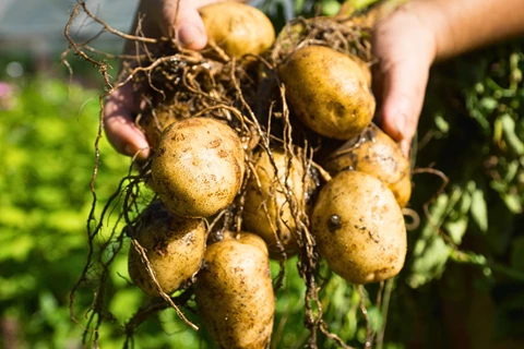 person holding a bunch of freshly harvested potatoes