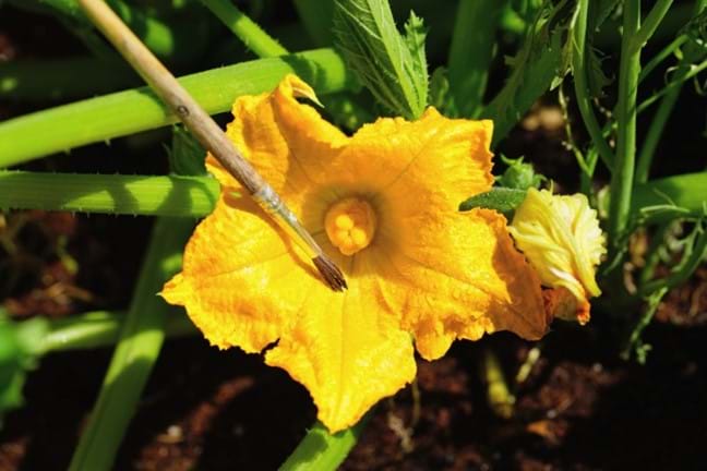 yellow open female zucchini flower being hand pollinated using a paint brush