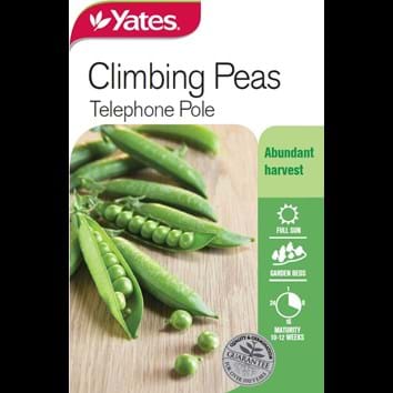 climbing-peas-telephone-pole