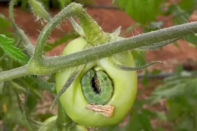 Budworm in an unripe tomato fruit