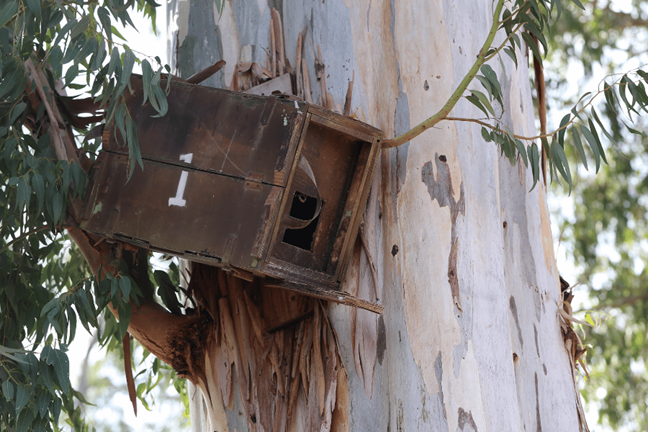 Nesting Box for Birds in a gum tree