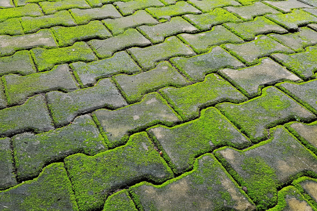 Moss Pavement Image