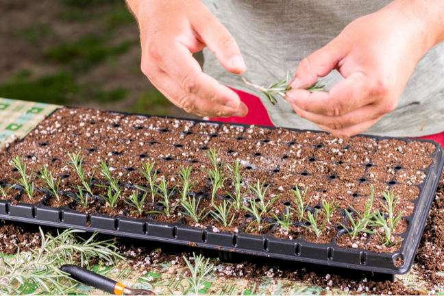 person propagating rosemary cutting into a large seedling tray filled with cutting mix