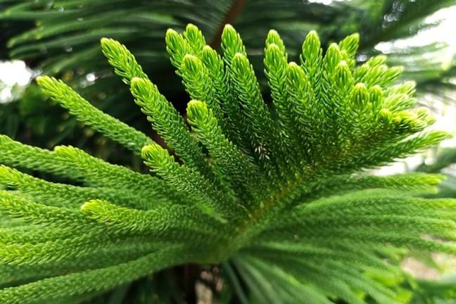 Image above: Norfolk Island Pines (Aracucaria heterophylla)