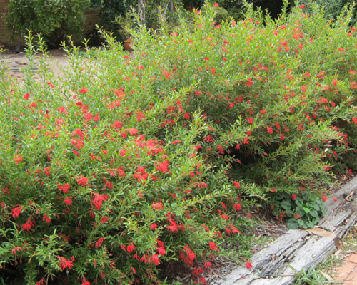 Winter Flowering Grevilleas