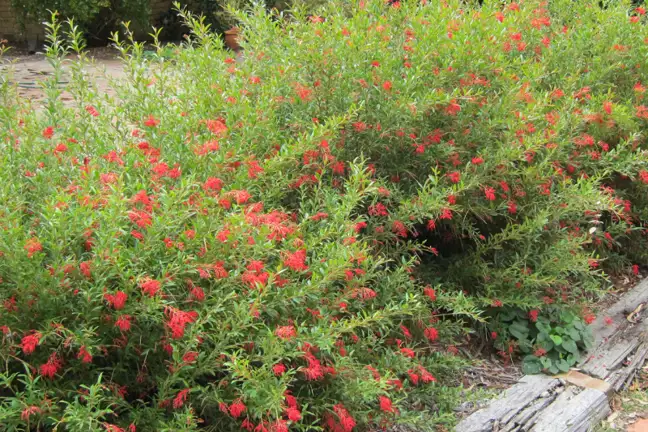 Grevillea 'Lady O'