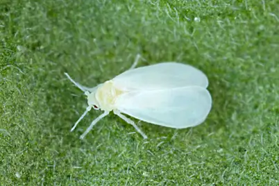 Whiteflies