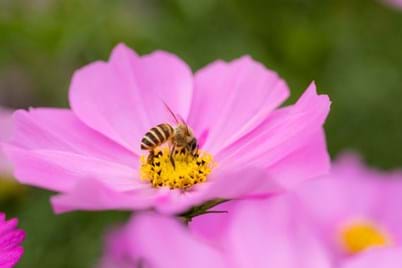 Creating A Bee Friendly Garden