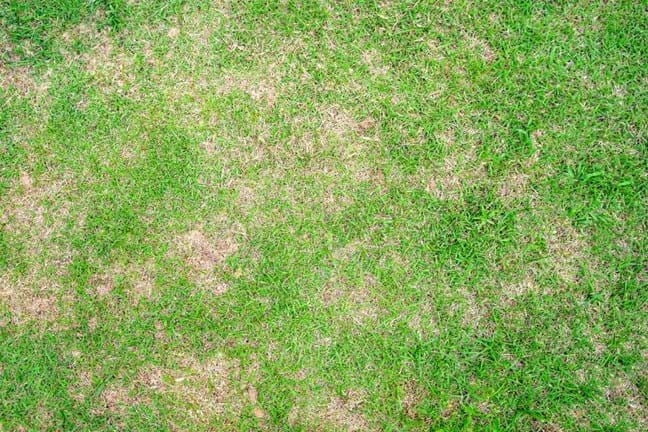 Bare patches in the lawn