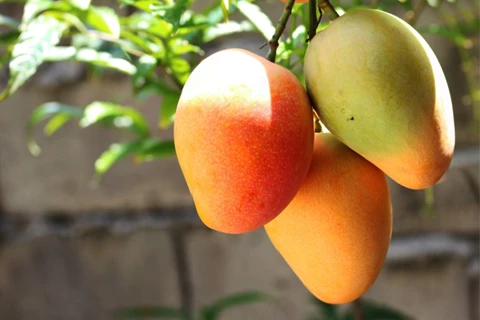 mango branch with leaves splayed out on a table covered in hessian fabric, with 4 ripe fruits sitting on top