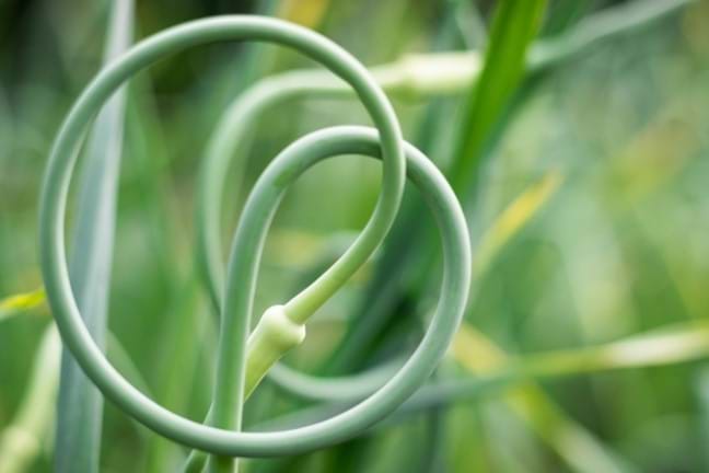 a coiled garlic flower bud a.k.a garlic scape